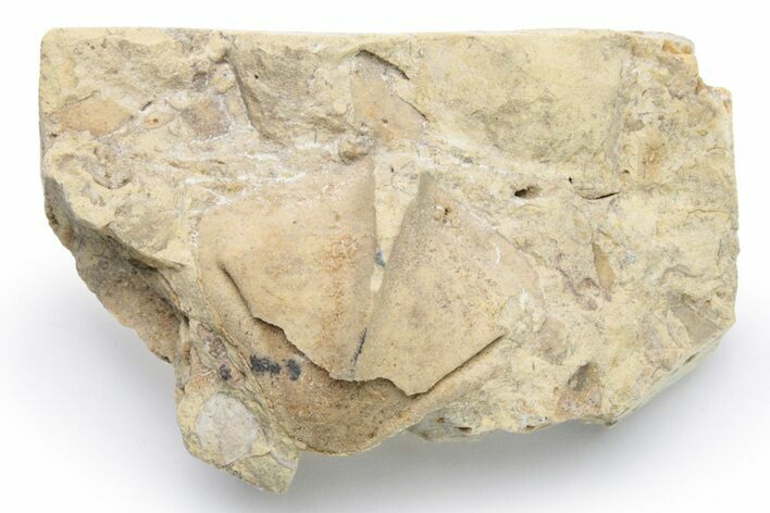 Unusual, Ordovician Gastropod (Pterotheca) Fossil - Wisconsin #224366